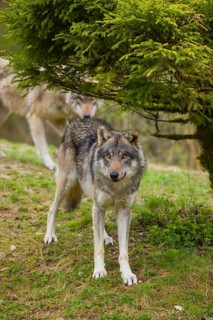 One eurasian gray wolf (Canis lupus lupus) stands on a small hill under a tree. A second wolf