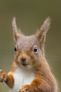 Red squirrel (Sciurus vulgaris) adult animal head portrait, Yorkshire, England, United Kingdom