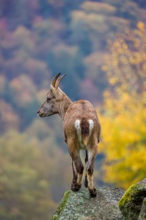 An adult female ibex (Capra ibex) stands on a rock. A forest in autumn colors can be seen in the