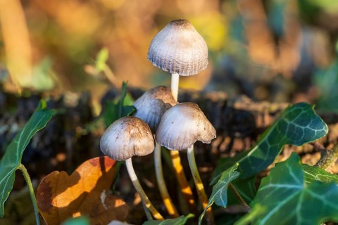 Helminths (Mycena), mushrooms on the forest floor, North Rhine-Westphalia, Germany