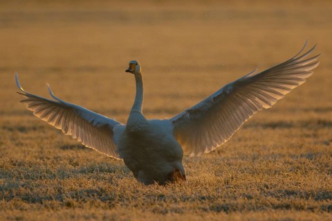Whooper Swan (Cygnus cygnus) flapping, North Rhine-Westphalia, Germany