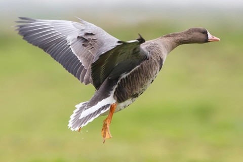 Greater White-fronted Goose (Anser albifrons) flying, North Rhine-Westphalia, Germany