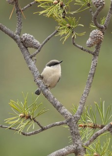 Pygmy Nuthatch (Sitta pygmaea) perched on a conifer branch, Colorado, USA