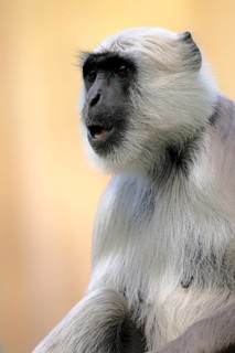 Northern plains gray langur (Semnopithecus entellus), adult, portrait, alert