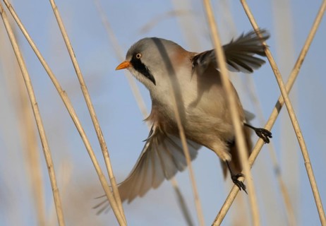 Bearded Reedling (Panurus biarmicus) male, Schleswig-Holstein, Germany