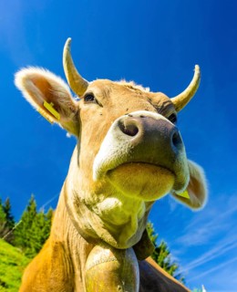 Single dairy cow, Allgäu Braunvieh, alpine meadow, near Oberstdorf, Allgäu, Bavaria, Germany