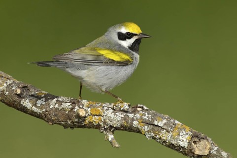 Golden-winged Warbler (Vermivora chrysoptera), Texas, USA