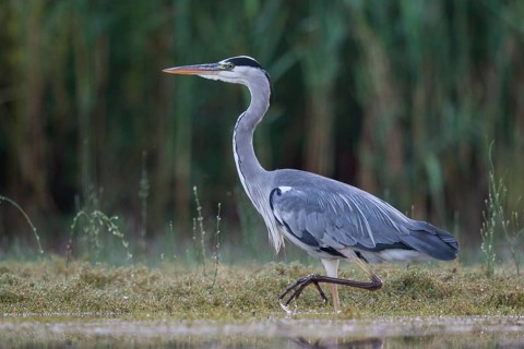Grey Heron (Ardea cinerea) foraging, North Rhine-Westphalia, Germany