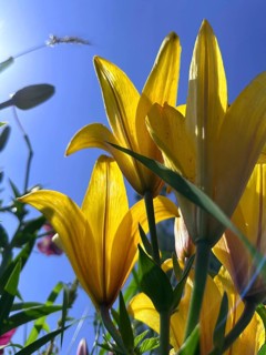 Yellow lily (Lilium cultorum) in front of a blue sky, photographed from a frog's perspective