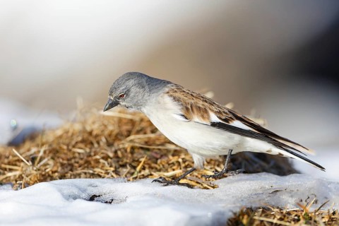 Snowfinch (Montifringilla nivalis), Valais, Switzerland