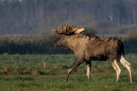 A bull moose (Alces alces) walks across a meadow, October, Denmark