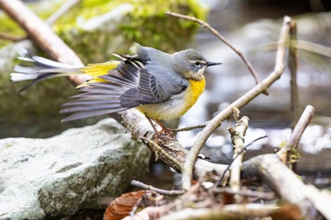 Grey wagtail (Motacilla cinerea) Germany