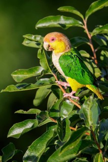 White-bellied Parrot (Pionites leucogaster) perched on a branch in the Amazon of Brazil