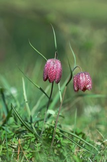 Snake's head fritillary (Fritillaria meleagris), in a meadow, Wilden, North Rhine-Westphalia,