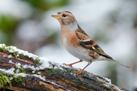 Brambling (Fringilla montifringilla) female perched on a branch, Lower Saxony, Germany