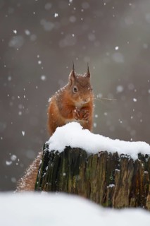 Red squirrel (Sciurus vulgaris) adult animal feeding on a nut on a tree stump covered in snow in