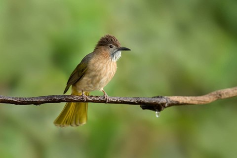 Mountain Bulbul (Ixos mcclellandii), Yunnan, China