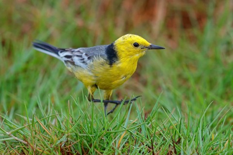 Citrine wagtail, (Motacilla citreola), foraging in a biotope, Middle East, Oman, songbird, family