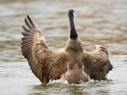 A Canada goose flaps its wings after plumage care, Ümminger See, Bochum, North Rhine-Westphalia,