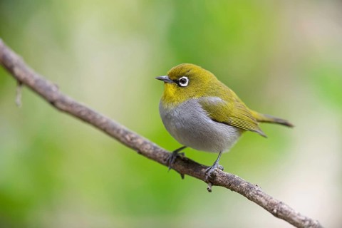 Cape white-eye (Zosterops virens), Garden Route National Park, Wilderness Section, Wilderness,