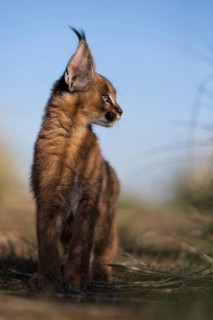 Caracal (Caracal caracal) cub standing in shade and observing, Castile-La Mancha, Spain