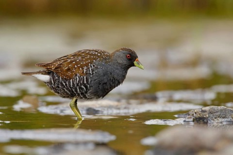 Australian Crake (Porzana fluminea), Australian Capital Territory, Australia