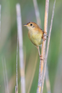 Golden-headed Cisticola (Cisticola exilis) female perched on reeds, Victoria, Australia