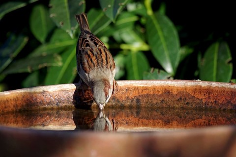 House sparrow (Passer domesticus), male, thirst, bird bath, The sparrow drinks water and its head