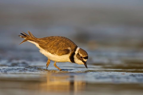 Little Ringed Plover (Charadrius dubius) male foraging, North Rhine-Westphalia, Germany