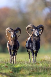 European mouflons (Ovis aries musimon, Ovis gmelini musimon) two rams, males with big horns in