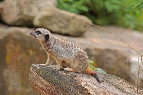 Meerkat (Suricata suricatta), captive