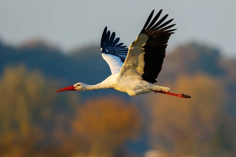 White Stork (Ciconia ciconia) flying, North Rhine-Westphalia, Germany
