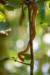 American whipsnake (Mastigodryas melanolomus), snake slithering on a branch, in the rainforest,