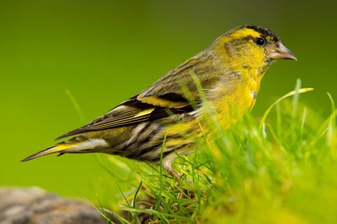 A vibrant Eurasian Siskin, Spinus spinus, stands out against a vivid green background, showcasing