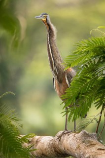 Bare-throated Tiger Heron, Tortuguero National Park, Costa Rica