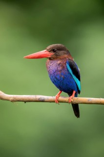 Javan Kingfisher (Halcyon cyanoventris), East Java, Indonesia