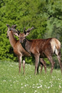 Red deer (Cervus elaphus) deer with velvet antlers secure in a mountain meadow, Allgäu, Bavaria,