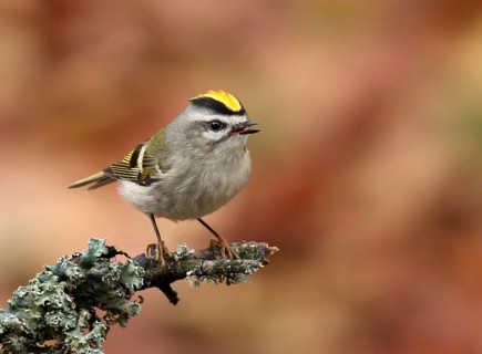 Golden-crowned Kinglet, Regulus satrapa, perched on a branch in Autumn, in Saskatoon, Saskatchewan