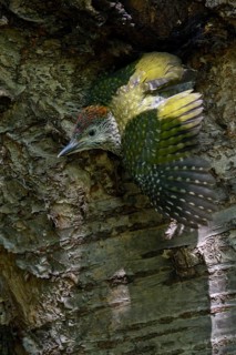 European Green Woodpecker (Picus viridis) juvenile climbing tree trunk, North Rhine-Westphalia,
