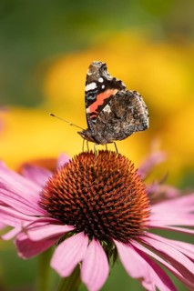 Red admiral butterfly (Vanessa atalanta) adult insect feeding on garden Cone flower (Echinacea