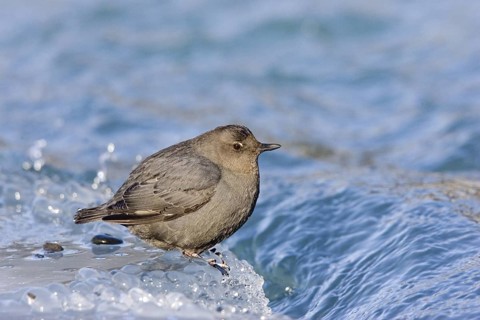 American Dipper Cinclus mexicanus Soldatna, Kenai Peninsula, ALASKA, United States March Adult