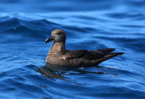 Jouanin's Petrel (Bulweria fallax), Dofhar, Oman