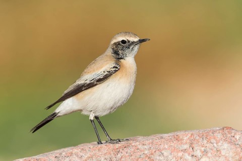 Desert Wheatear (Oenanthe deserti homochroa) Eilat, Israel