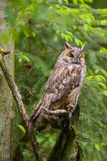 One long-eared owl (Asio otus), sitting on a branch of a tree, between green leaves