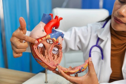 A medical professional demonstrates the intricate details of human heart anatomy using a detailed