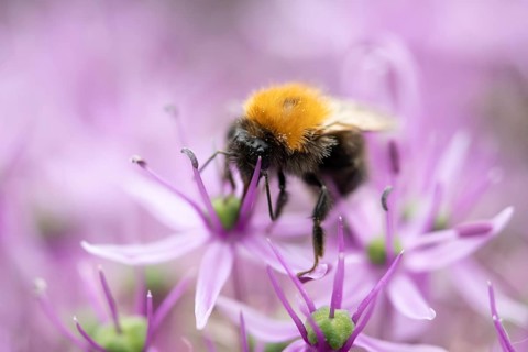 Tree bumblebee (Bombus hypnorum) adult bee insect feeding on a garden purple Allium flower in