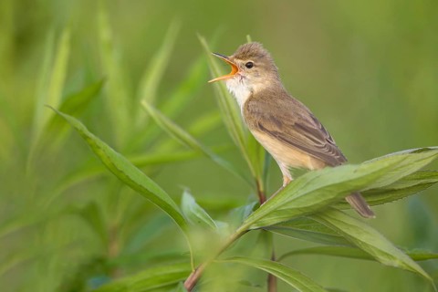 Marsh Warbler (Acrocephalus palustris) male singing, Poland