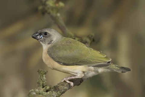 Gouldian Finch (Erythrura gouldiae) juvenile