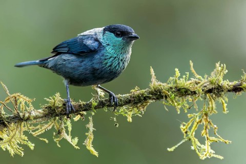 Black-capped Tanager (Tangara heinei) perched on a branch in Colombia, South America
