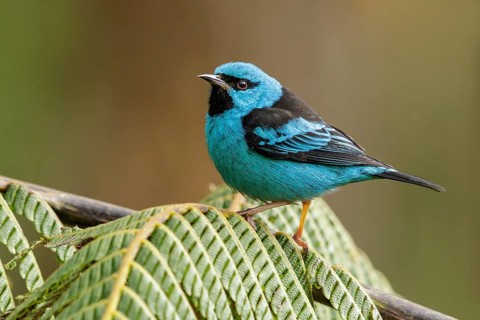 Blue Dacnis (Dacnis cayana) perched on a branch in the Atlantic Rainforest Region of Brazil